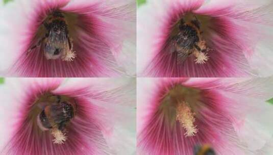 一只大条纹大黄蜂从花园多年生飞燕草的紫色花朵上收集花粉高清在线视频素材下载