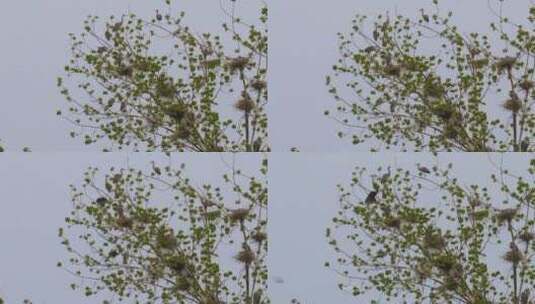 树上的白鹭鸟窝高清在线视频素材下载