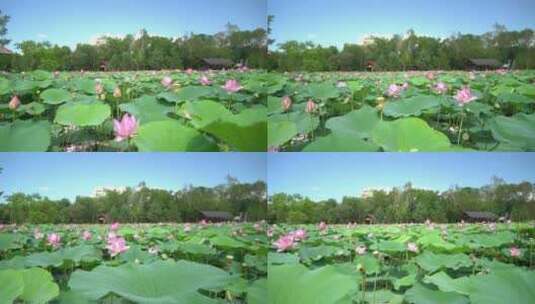 拍摄西湖荷花池莲花池高清在线视频素材下载