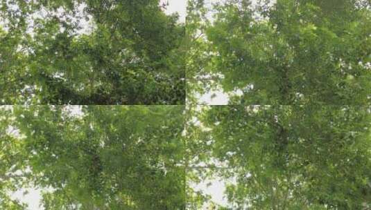 城市绿化植物树枝树叶实拍高清在线视频素材下载