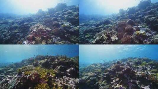 鱼群海龟魔鬼鱼珊瑚礁斐济大星盘礁海洋美景高清在线视频素材下载