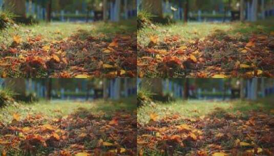 秋天落叶黄叶唯美空镜高清在线视频素材下载