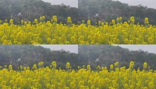 油菜花蜜蜂采蜜高清在线视频素材下载