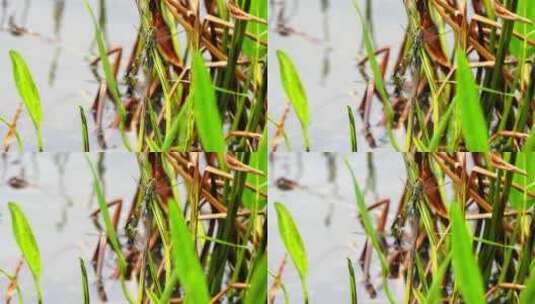 湖水边小草蜻蜓交配高清在线视频素材下载