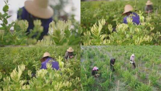 金银花采摘高清在线视频素材下载