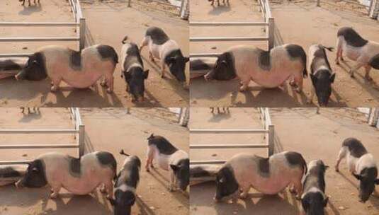 黑猪乳猪生态养殖 高品质猪肉高清在线视频素材下载
