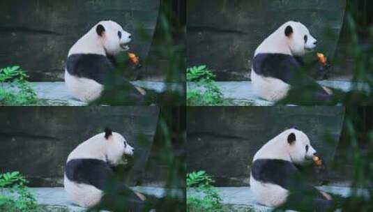 熊猫啃萝卜高清在线视频素材下载
