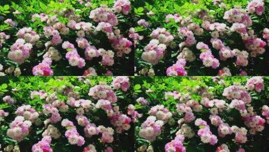 生态春天美丽刺蘼蔷薇花花朵花海自然风景高清在线视频素材下载