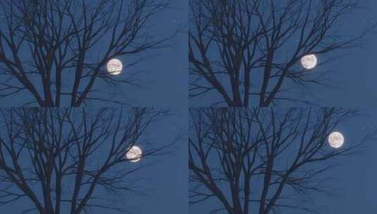 夜空白月光高清在线视频素材下载