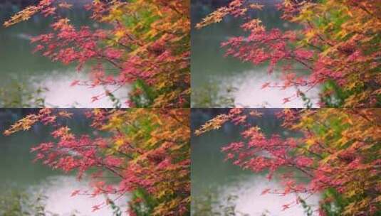 秋天湖边色彩鲜艳的枫树枫叶高清在线视频素材下载