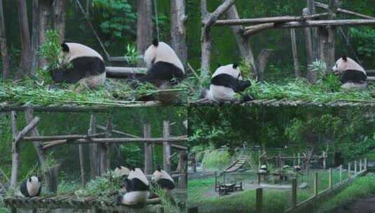 四只熊猫吃竹叶视频合集高清在线视频素材下载
