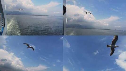 4K航拍飞行在海面的海鸥高清在线视频素材下载