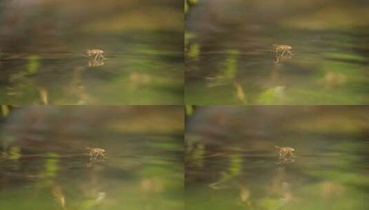 夏天水面水黾水蜘蛛水猛昆虫高清在线视频素材下载