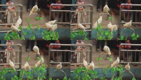 动物园节目鸽子表演高清在线视频素材下载