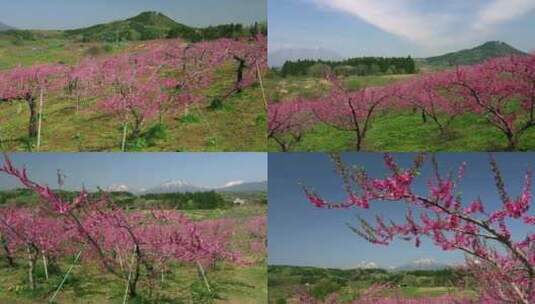 桃花林雪山高清在线视频素材下载