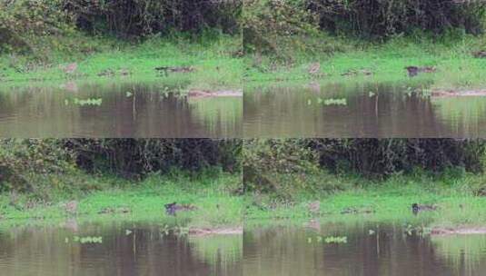 湿地里觅食的鸟高清在线视频素材下载