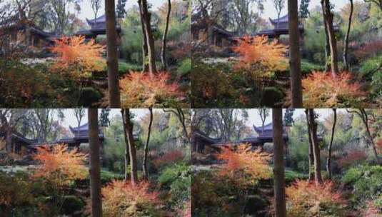 杭州永福寺红枫秋景高清在线视频素材下载