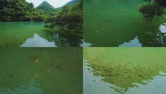 池塘里的鱼高清在线视频素材下载