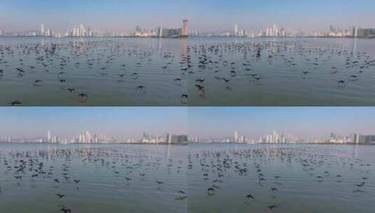 4K深圳湾鸬鹚生态航拍7高清在线视频素材下载