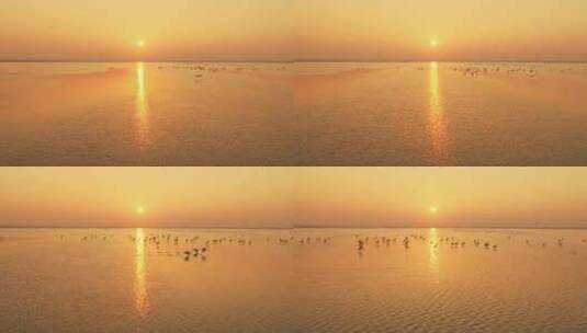 鄱阳湖 日落 候鸟 白鹤 航拍高清在线视频素材下载