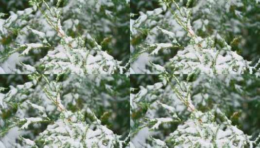 下雪天的柏树枝头积雪特写高清在线视频素材下载