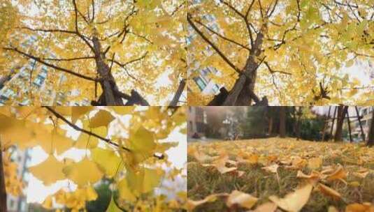 深秋金黄色银杏树10高清在线视频素材下载