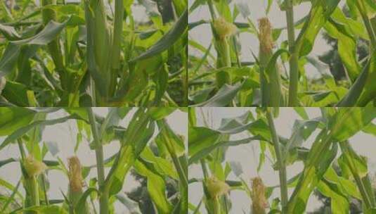 玉米田地里的玉米特写高清在线视频素材下载