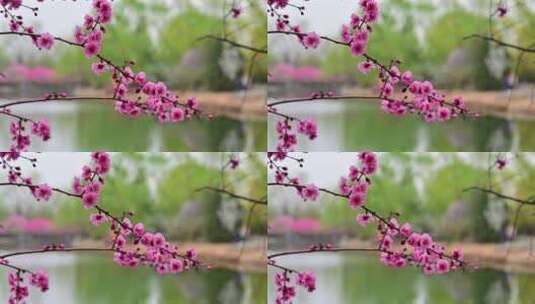 春天盛开的迎春花梅花腊梅高清在线视频素材下载