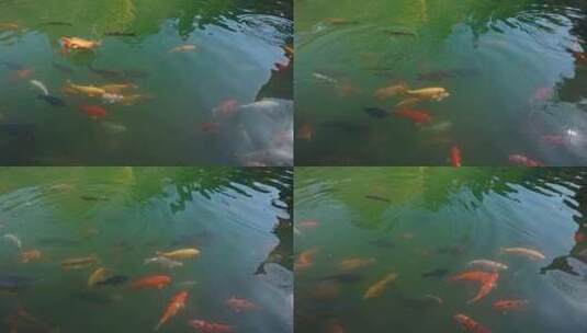 放生锦鲤金鱼鲤鱼戏水鱼池高清在线视频素材下载