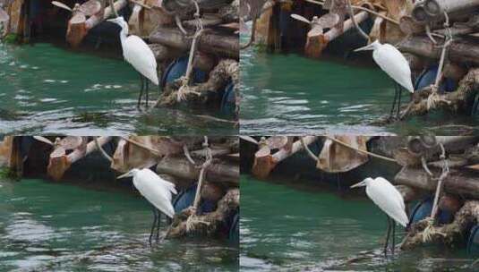 渔港码头的白鹭海鸟在觅食4K高清在线视频素材下载