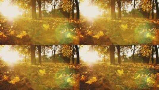 公园干枯的落叶，泛黄的秋天高清在线视频素材下载