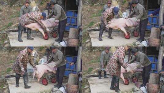 农村杀年猪高清在线视频素材下载