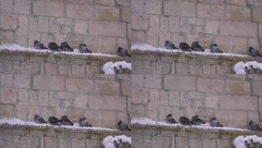 意大利阿布鲁佐瓜达格勒，冬天，鸽子挤在砖高清在线视频素材下载