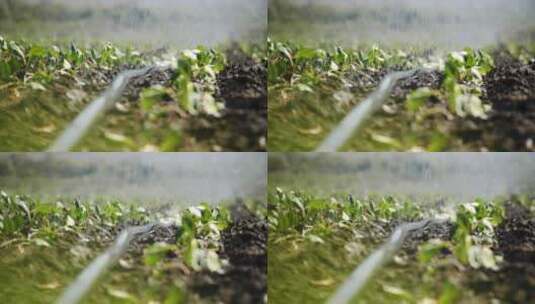 种植园灌溉特写高清在线视频素材下载
