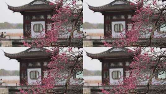 杭州西湖古风建筑梅花红梅盛开高清在线视频素材下载