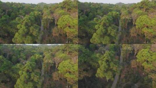 森林树林热带雨林古茶林古茶树林高清在线视频素材下载