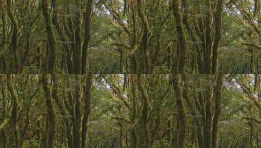 原始森林青苔枝干高清在线视频素材下载
