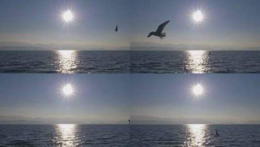 湖面海鸥飞翔阳光高清在线视频素材下载
