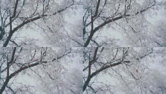 覆盖着雪的树枝高清在线视频素材下载