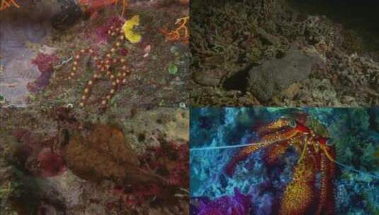 珊瑚海梦幻海底世界2高清在线视频素材下载