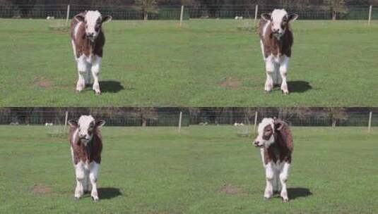 奶牛站在草坪上高清在线视频素材下载