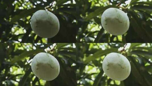 挂在树上的芒果果实高清在线视频素材下载