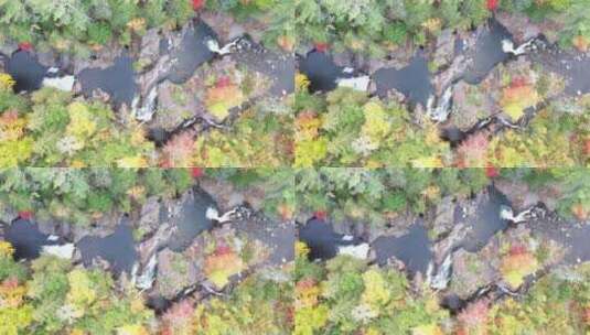 秋天树叶的颜色变化高清在线视频素材下载