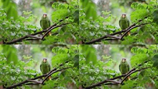 鹦鹉站在树枝上高清在线视频素材下载
