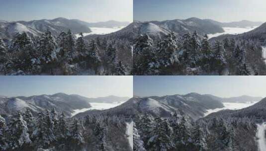 航拍湖北神农架冬季冬天阳光冰雪雪松雪景高清在线视频素材下载