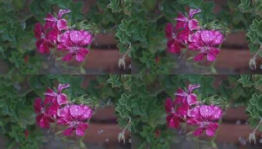 雨滴落在花朵上高清在线视频素材下载