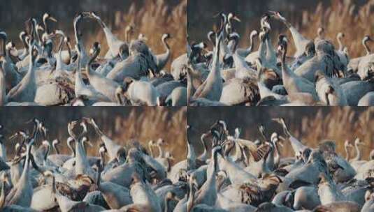 一群迁徙鸟的特写镜头高清在线视频素材下载