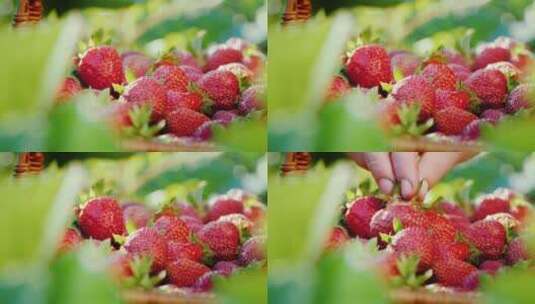 农民把草莓放在篮子里特写镜头高清在线视频素材下载