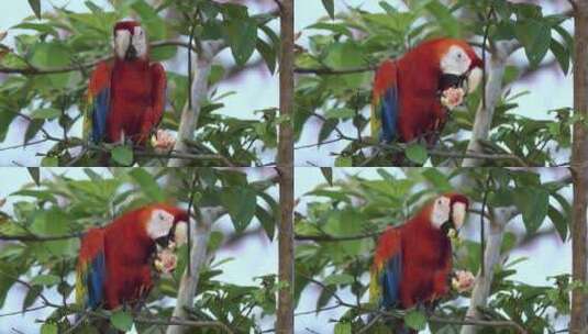 红色金刚鹦鹉在树枝上吃番石榴高清在线视频素材下载
