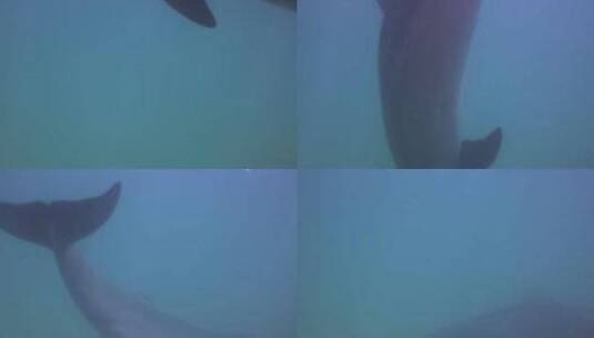 海洋里游动的海豚高清在线视频素材下载
